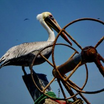 White headed Pelican in Puerto Pizarro